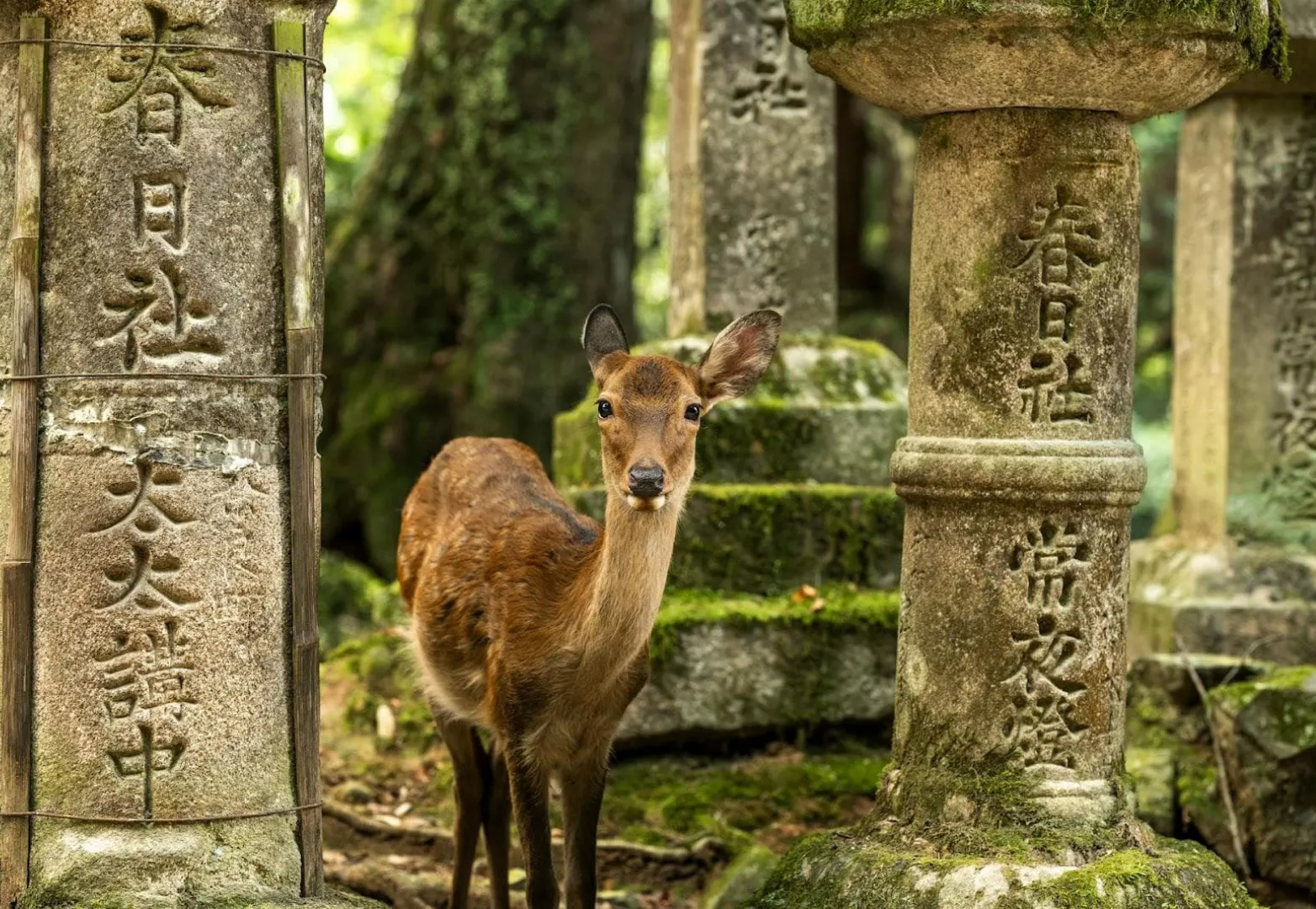 สวนนาราและวัดโทไดจิ (Nara Park & Todai-ji Temple)