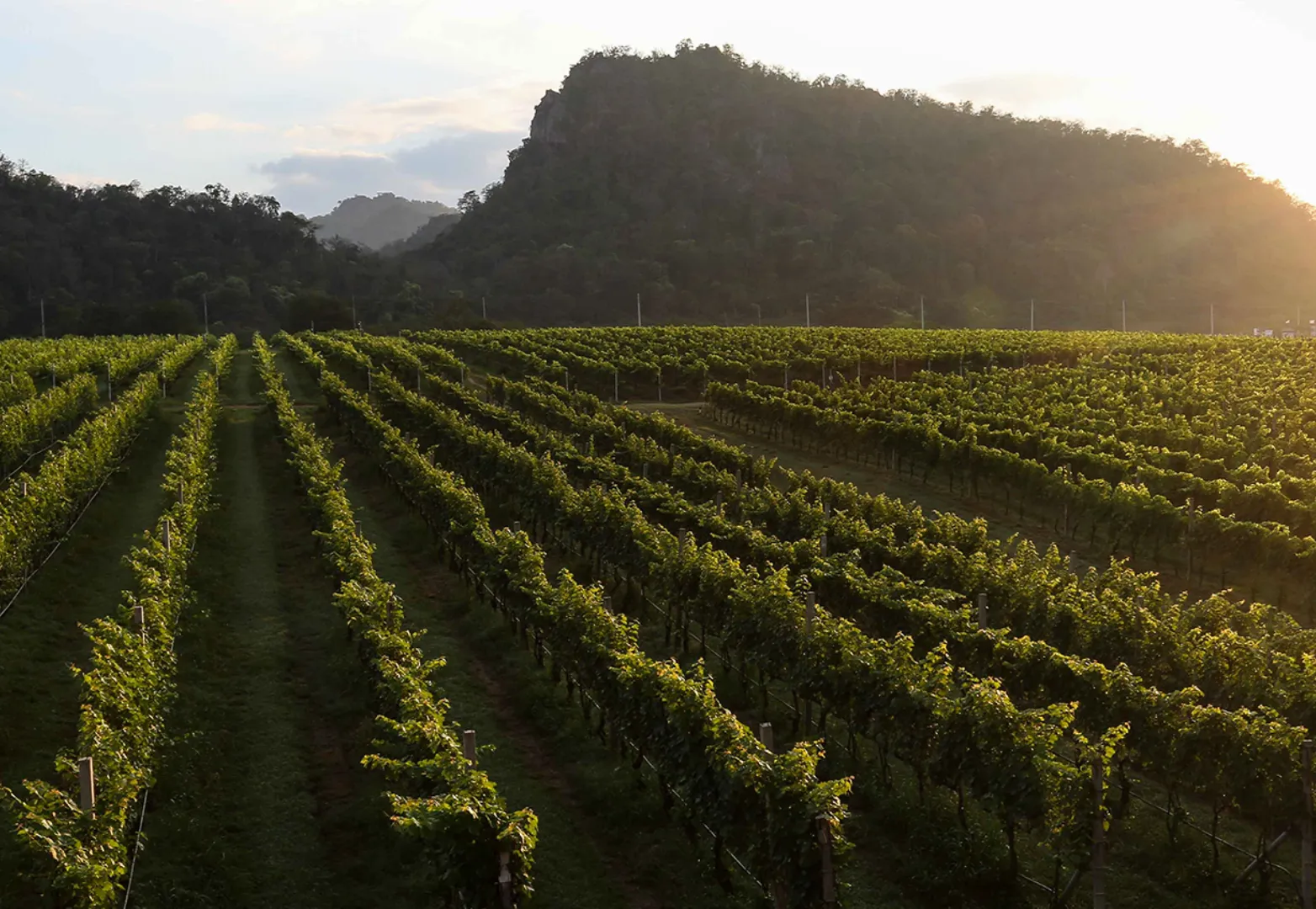 ไร่องุ่นกราน-มอนเต้ (GranMonte Vineyard and Winery)