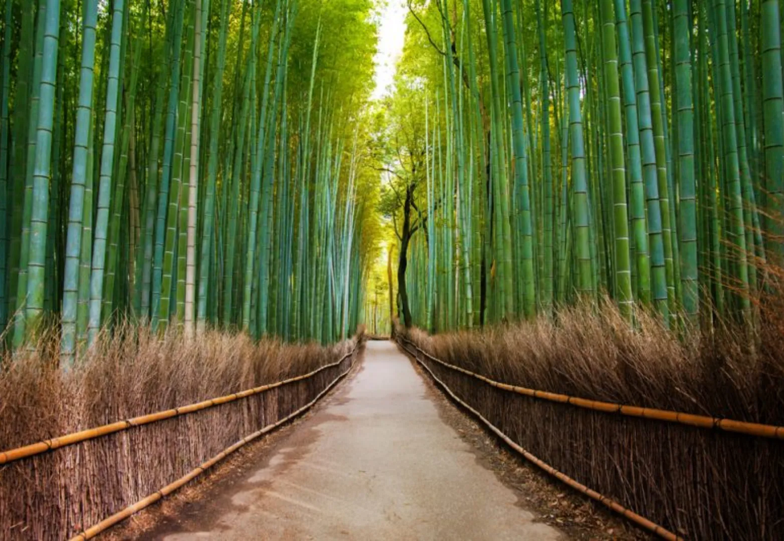 ป่าไผ่อาราชิยาม่า (Arashiyama Bamboo Grove)