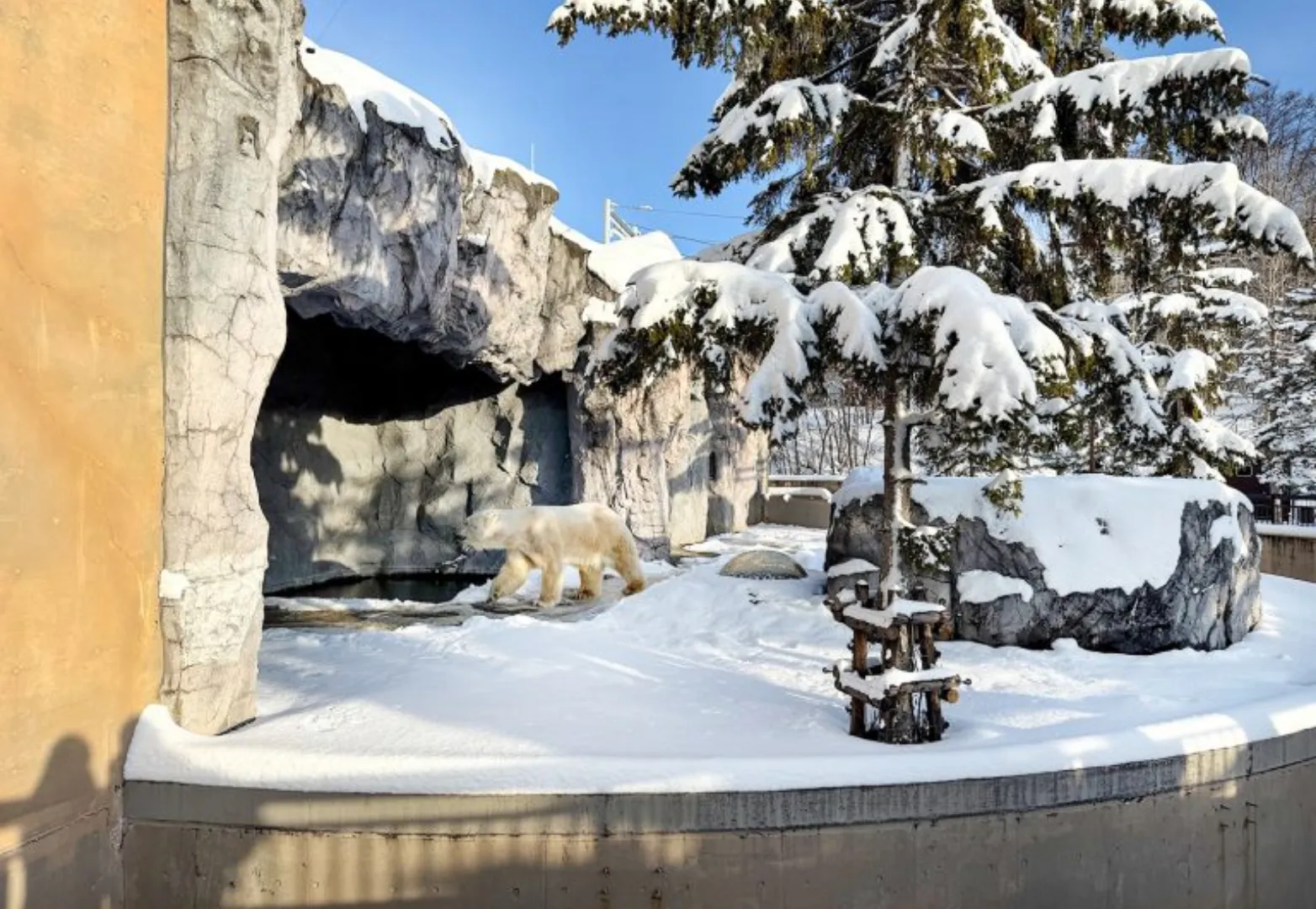 สวนสัตว์อาซาฮิยามะ (Asahiyama Zoo)