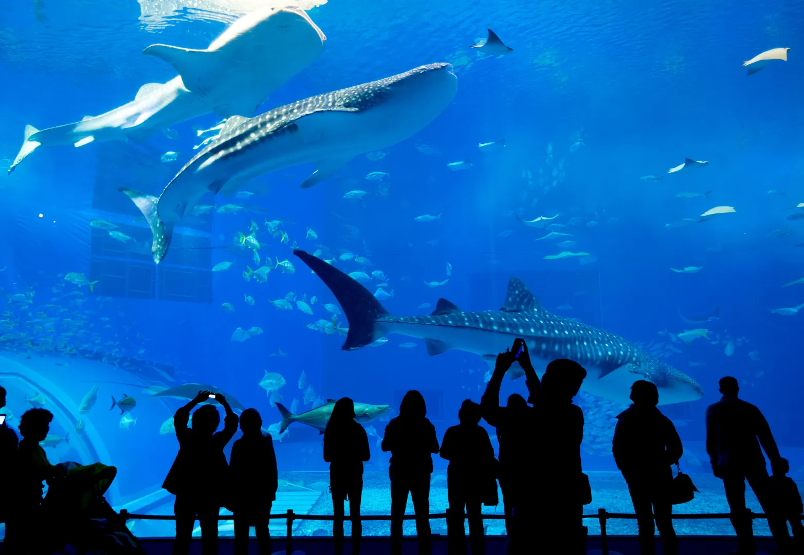 22. Art Aquarium Museum Ginza