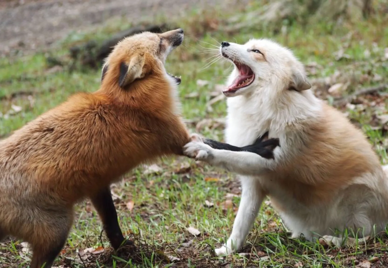 หมู่บ้านจิ้งจอกซาโอะ (Zao Fox Village)
