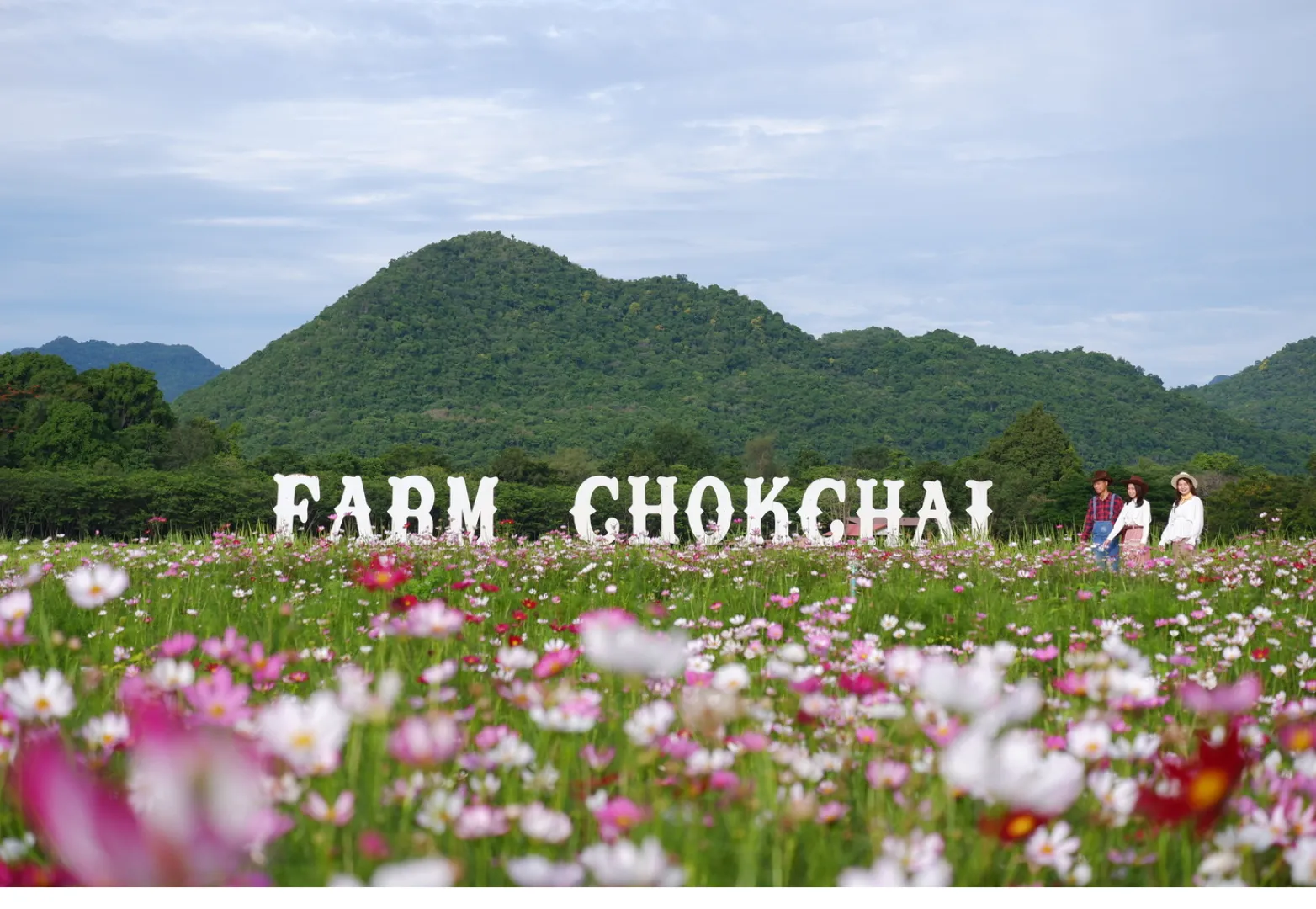 ฟาร์มโชคชัย (Farm Chokchai)