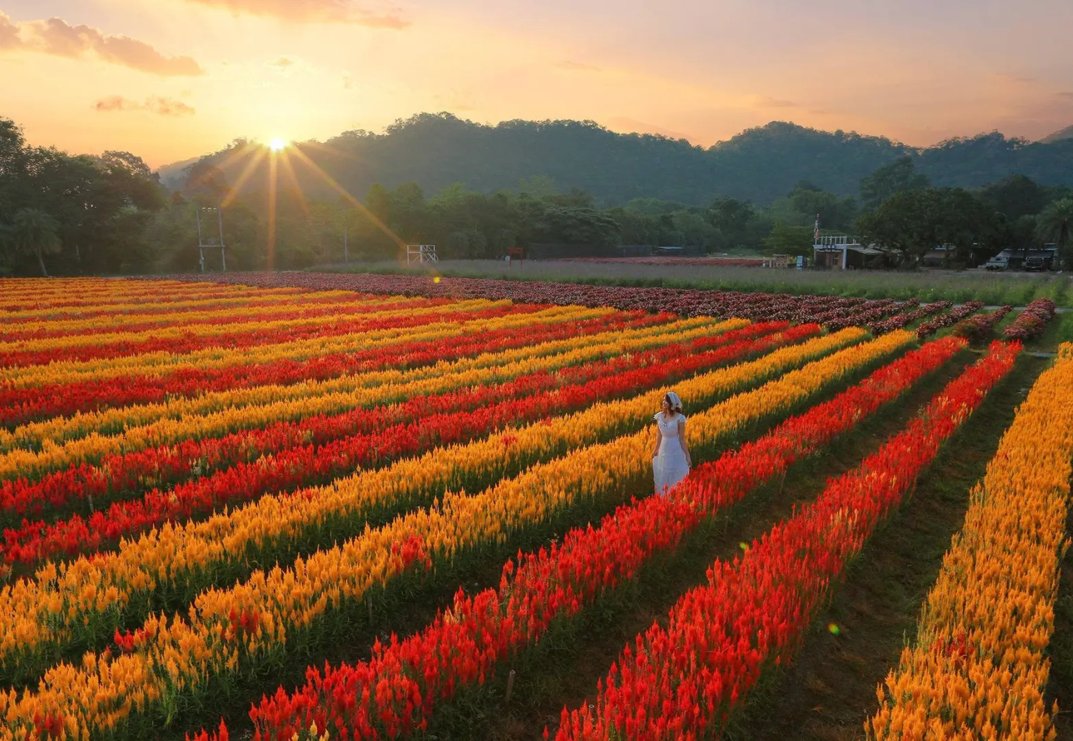 ฮอกไกโด ฟลาวเวอร์ พาร์ค (Hokkaido Flower Park Khaoyai)