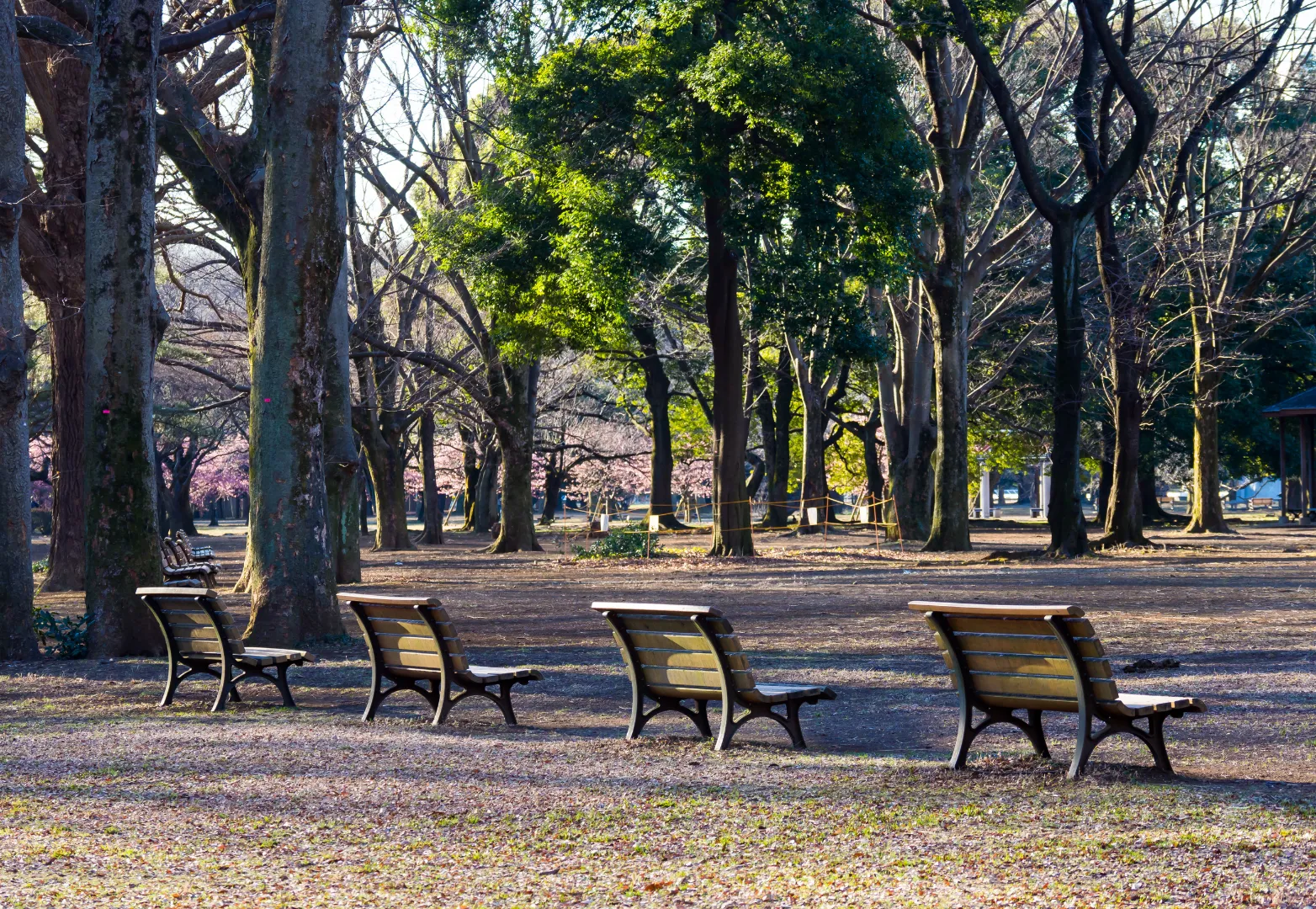 6. สวนโยโยงิ (Yoyogi Park)