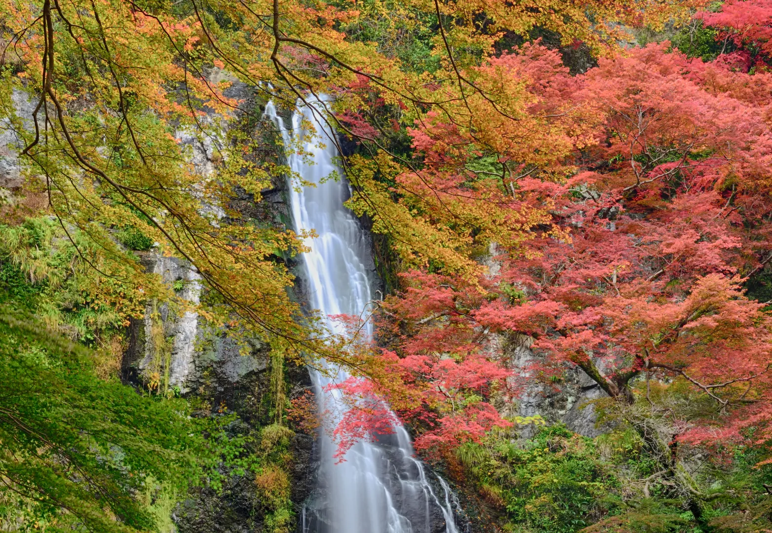 39. อุทยานแห่งชาติมิโนะและน้ำตกมิโนะ (Minoo Park & Waterfall)