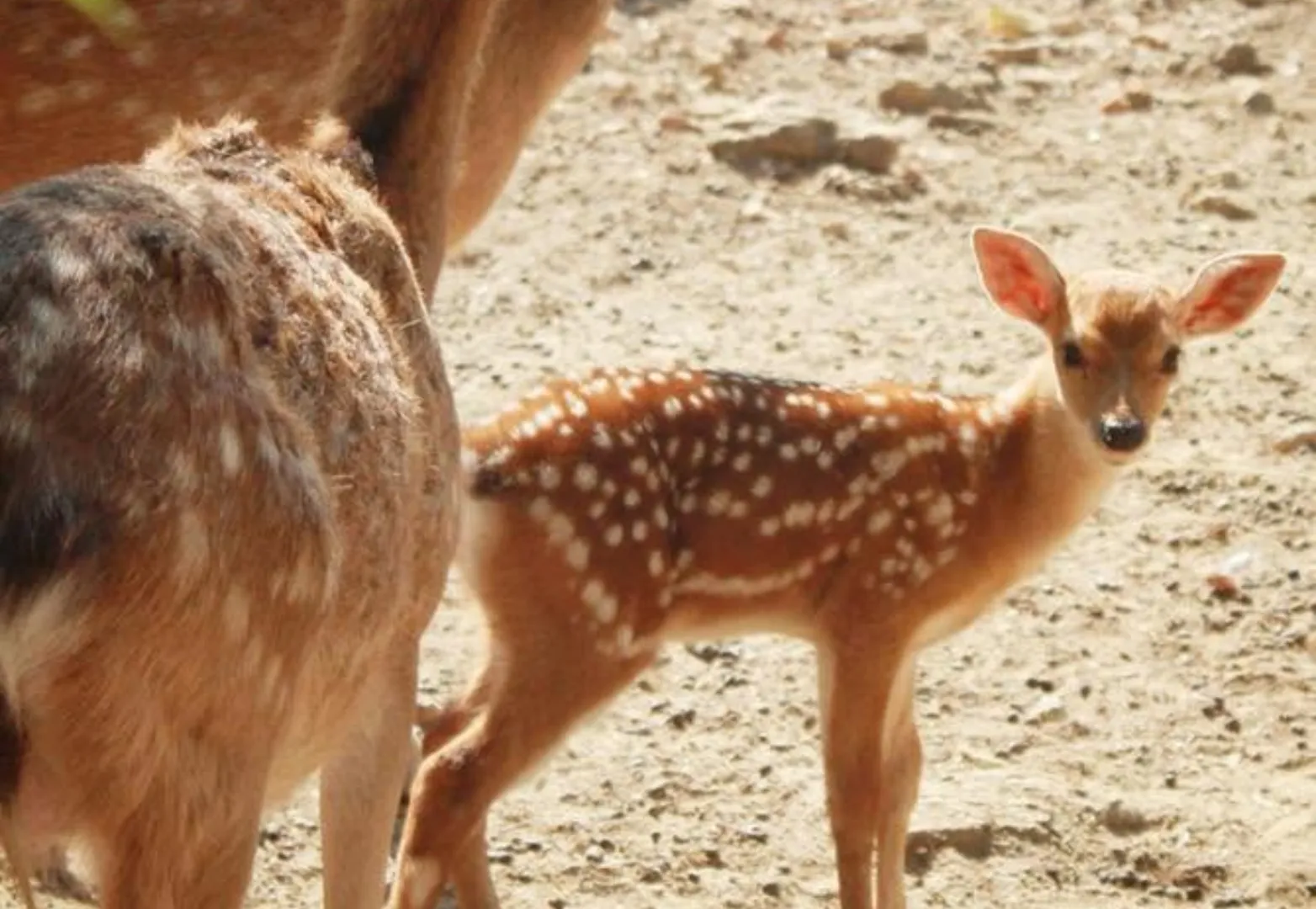 โบนันซ่า เอ็กโซติก ซู (Bonanza Exotic Zoo)